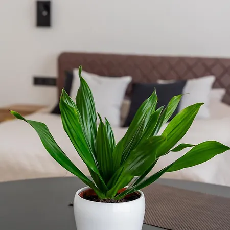 公寓 Mucenieku Old Town Bright